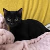 Loki
