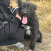 Natty -Tolle fröhliche rundum verträgliche Hündin