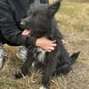 Natty -Tolle fröhliche rundum verträgliche Hündin