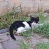 Die hübsche Freya sucht ihr Körbchen