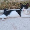 Die hübsche Freya sucht ihr Körbchen