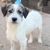 junge, mittelgroße Hündin Smilla auf PS in Berlin