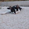 Die hübsche Morgana sucht ihr Körbchen