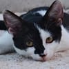 Die hübsche Morgana sucht ihr Körbchen