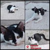 Die hübsche Morgana sucht ihr Körbchen