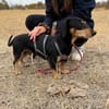 Colton -Kleiner Herzenshund sucht endlich sein Glück!