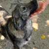 freundliche Hündin, Kiwi auf Pflegestelle in Leipzig sucht