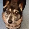die verschmuste Ruthy sucht liebevolles Zuhause
