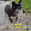 die verschmuste Ruthy sucht liebevolles Zuhause