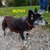 die verschmuste Ruthy sucht liebevolles Zuhause