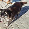die verschmuste Ruthy sucht liebevolles Zuhause