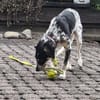 Aurora - Hundekind möchte schlimmen Start verarbeiten