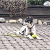 Aurora - Hundekind möchte schlimmen Start verarbeiten