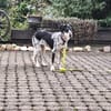 Aurora - Hundekind möchte schlimmen Start verarbeiten