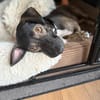 Percy sucht ein liebevolles Zuhause