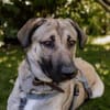 fröhlicher Junghund MYCROFT sucht seine Menschen