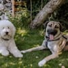 fröhlicher Junghund MYCROFT sucht seine Menschen