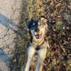 Kiana sucht ein zuverlässiges Zuhause