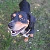Cleverer HOWIE sucht erfahrene Menschen