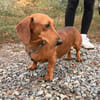 Bandit- Kleiner Dackelrüde sucht sein Glück
