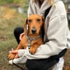 Bandit- Kleiner Dackelrüde sucht sein Glück