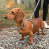 Bandit- Kleiner Dackelrüde sucht sein Glück