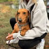 Bandit- Kleiner Dackelrüde sucht sein Glück
