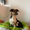 Daiquri sucht ein liebevolles Zuhause