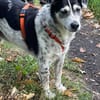OldBoy♥Rocky♥ wartet 21640 Bliedersdorf auf sein Lebensglück