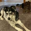 OldBoy♥Rocky♥ wartet 21640 Bliedersdorf auf sein Lebensglück