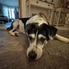OldBoy♥Rocky♥ wartet 21640 Bliedersdorf auf sein Lebensglück