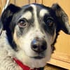 OldBoy♥Rocky♥ wartet 21640 Bliedersdorf auf sein Lebensglück