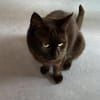 Gina sucht ein liebevolles und ruhiges Zuhause