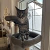 Thea sucht ein liebevolles Zuhause