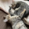 Dina und Daisy suchen ein liebevolles Zuhause