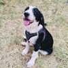 Angie sucht Körbchen