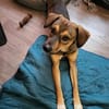 Rocky  unser Kämpfer 2026 sucht sein Happy End