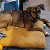 Rocky  unser Kämpfer 2026 sucht sein Happy End