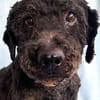 Rusty- Sanfter Herzenshund sucht sein Glück