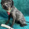 Rusty- Sanfter Herzenshund sucht sein Glück