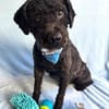Rusty- Sanfter Herzenshund sucht sein Glück