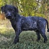 Rusty- Sanfter Herzenshund sucht sein Glück