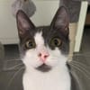 Michael - der menschenbezogene Schmusekater