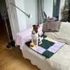 Foxi, lebensfroher Foxterriermix, ca. 2 Jahre