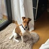 Foxi, lebensfroher Foxterriermix, ca. 2 Jahre