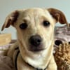 Oana, geb. ca. 06/2026, Neckargemünd