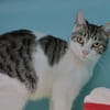 Naya (en cours d'adoption)
