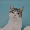 Naya (en cours d'adoption)