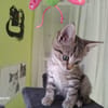 BOB (a trouvé sa famille)
