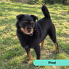 PIXEL
